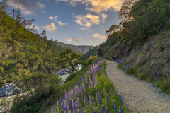 Lupines on the Yuba
