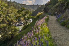Lupines on the path