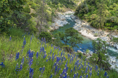 Lupines overlooking the Yuba